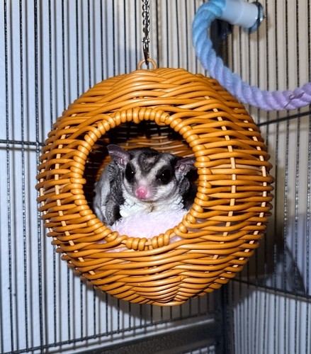 Pets hammock nest - pets,