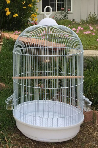 Round dome bird flight home - dome,