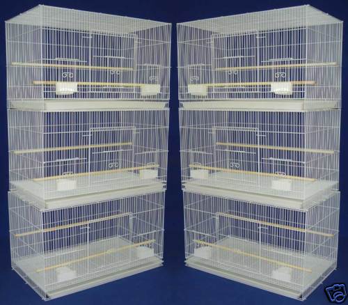 Lot breeding flight bird - lot, 6